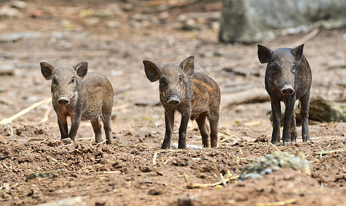 婴儿野猪哺乳动物毛皮荒野鼻子头发动物棕色小猪绿色野生动物图片