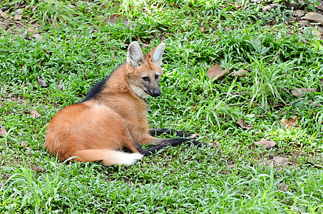 野人狼捕食者野生动物高跷哺乳动物短尾红色狐狸荒野动物动物园图片