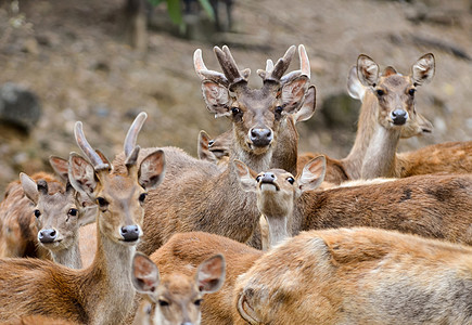 鲁沙鹿鹿角荒野哺乳动物男性动物野生动物食草棕色女性图片