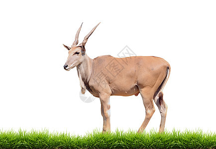 与绿草隔离的埃兰荒野羚羊哺乳动物草地动物棕色绿色野生动物喇叭食草图片