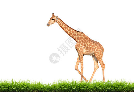 与绿草隔离的长颈鹿绿色草原哺乳动物野生动物羚羊鸵鸟动物群白色衬套食草图片