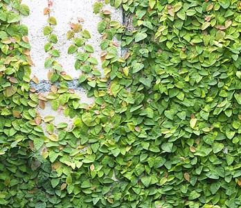 绿色克里普人墙纸登山者枝条房子植物学生长建筑学栅栏石膏叶子图片