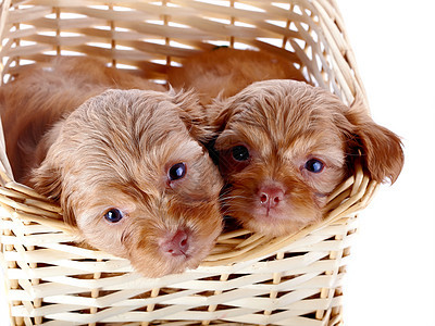两只小狗在摇晃的篮子里友谊快乐褐色好奇心宠物兰花朋友动物犬类哺乳动物图片