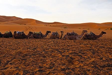 摩洛哥非洲Erg Chebbi沙漠的骆驼探险家驼峰沙丘新月形单峰荒野大篷车哺乳动物生活动物图片