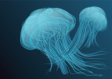 水水母鱼游泳荧光热带磷光蓝色触手动物海蜇水族馆图片