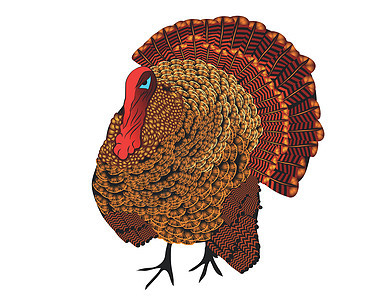 火火鸡家禽棕色动物感恩食物插图卡通片背景图片