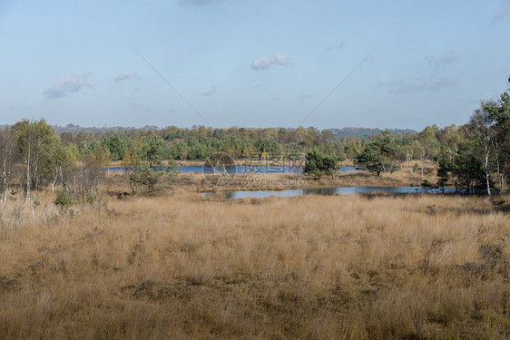 吉德尔哈猎人venn森林树木绿色天空荒地稻草云杉棕色蓝色灌木图片