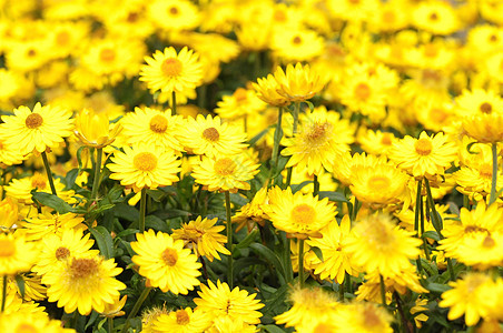 彩色花朵草地花瓣植物宏观阳光公园美丽天气植物群花束图片