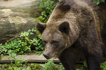 棕熊 乌尔萨斯 Arctos捕食者肖像危险荒野森林生物野生动物图片