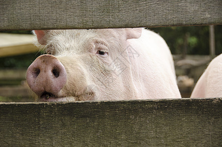 好奇的猪从栅栏里翻过图片