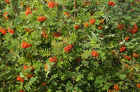 索布沙 拉班或山地吸附草本植物橙子季节叶子植物枝条衬套荒野森林图片