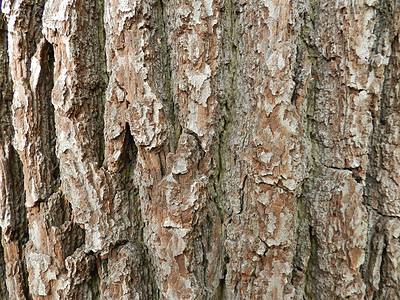 树皮纹理材料木头图片