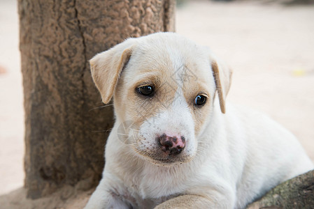 孤单的狗猎犬说谎寂寞宠物流浪朋友生活哺乳动物悲伤鼻子图片