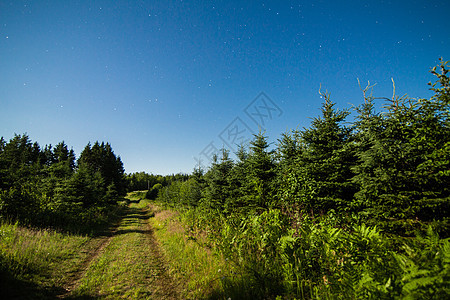 森林中的乡村路 夜里有清空和星星宇宙月光车道小路国家森林天空树木星系辉光图片