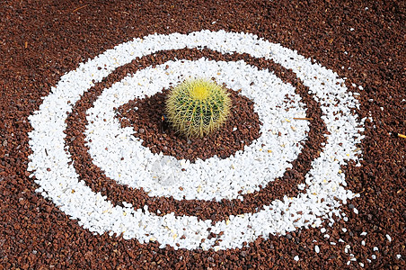 圆四轮悬浮植物绿色肉质植物学脊柱多刺圆圈球形沙漠花园圆形图片