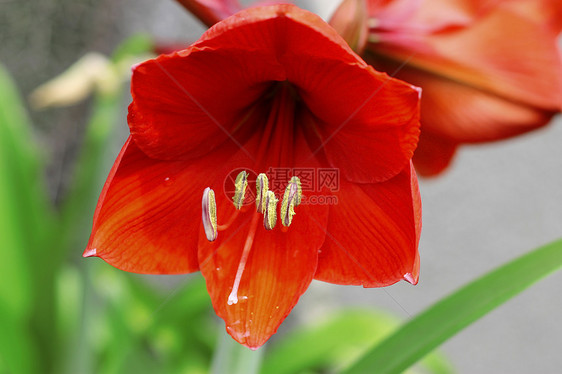 雨后水滴和火红的阿玛丽丝灯泡植物学季节红宝石花瓣生长曲线植物植物群卷曲图片