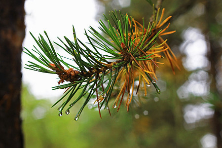 雨后在fir树上滴水反射热带草地树叶植物环境太阳液体气候水滴图片