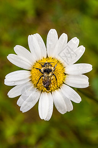紧贴一朵有水的黛西鲜花上的蜜蜂完美居中野花花粉宏观花蜜环境雏菊花瓣植物蜂蜜植物群图片