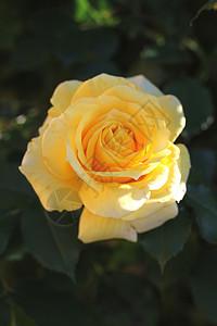 玫瑰种植玫瑰生长花园树叶叶子花朵桌子作品种植晴天母亲背景