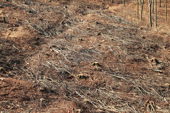 伐木材料戒指环境松树木头木材树干损害棕色砍伐图片