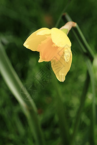 自给的花朵花瓣植物草地季节性绿色叶子黄色花园水仙花植物群图片