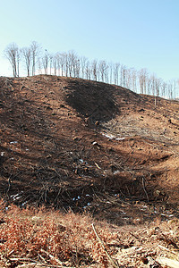 伐木活力棕色松树收成天空损害风景林业森林砍伐图片