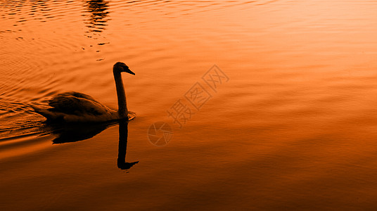 孤单的天鹅荒野游泳羽毛野生动物动物反射鸟类翅膀日落图片