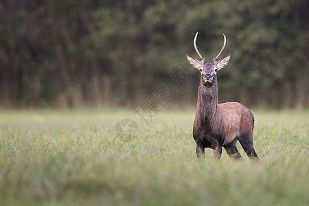 红鹿荒野动物野生动物马鹿麋鹿图片