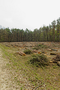 砍伐森林和伐木树干木头季节风景日志树桩破坏公园戒指环境图片