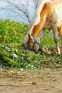 马匹农田太阳骑术场地家畜鬃毛公园荒野哺乳动物绳索图片