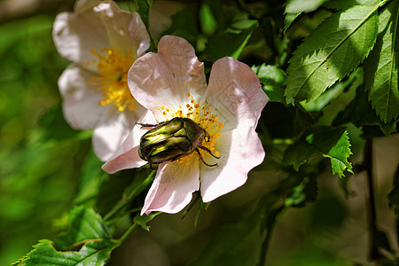 甲壳虫蛋白纤维物种绿色昆虫植物正方形黄色宏观生物甲虫花粉生物学背景图片