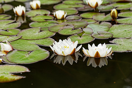 池塘里的百里水百合叶子花瓣荷花植物环境花朵冥想反射海浪图片