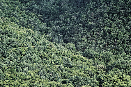 森林的空中空气视图树木环境植物木头绿色墙纸风景公园叶子树叶图片