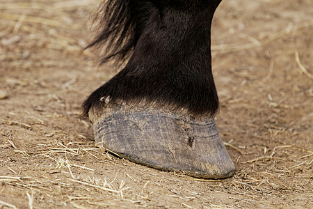 马脚和蹄宠物牧场毛皮鬃毛家畜马术骑术小马草地尾巴图片