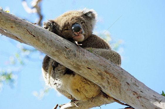 澳大利亚科阿拉动物群哺乳动物动物旅行野生动物图片