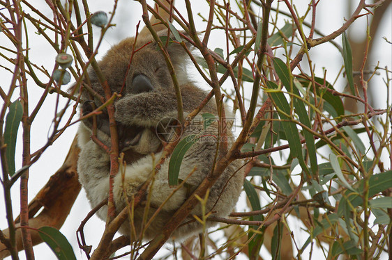 澳大利亚科阿拉哺乳动物旅行野生动物动物群动物图片