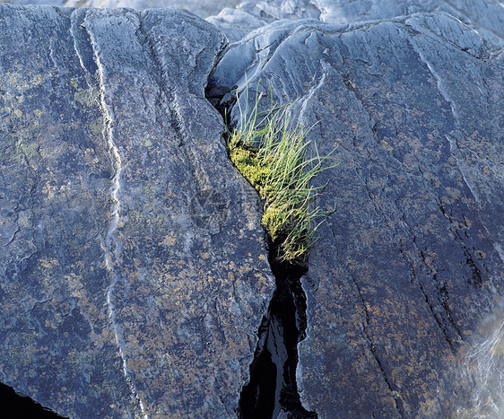 草原生长于岩石的裂缝中图片