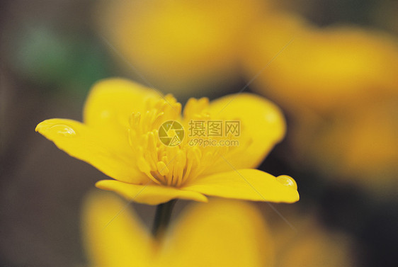 特写黄色花朵植物自然世界焦点选择性摄影生命植物群图片
