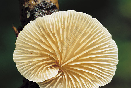 蘑菇的底部吉勒德图片