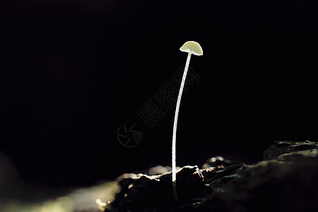 单蘑菇真菌薄度生命毒菌自然世界空格处植物群菌科菌类植物图片