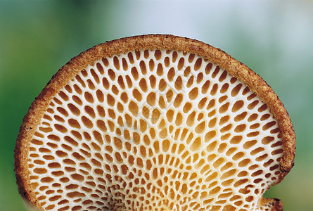 类似Fungus的网下图片
