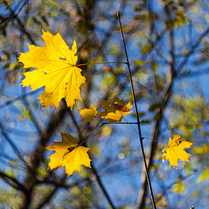 秋天 红树叶叶子发黄季节性黄色枝条季节背景树叶森林蓝色背景图片