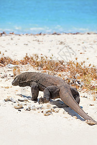 科莫多龙动物荒野日光监视器海洋海滩蜥蜴捕食者蓝色爬虫图片