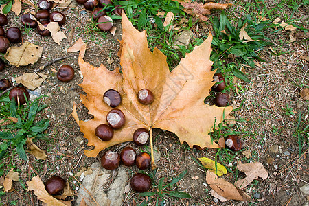 栗子森林食物坚果棕色生活水果小吃树叶种子公园图片