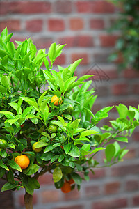 在树上生长的小橘子图片