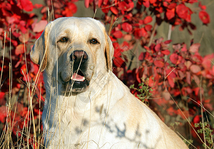 秋天画像中的黄色拉布拉多猎犬公园孩子森林小狗喜悦朋友树叶幸福宠物图片