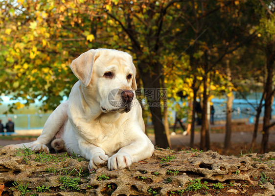 秋天的黄色拉布拉多孩子幸福宠物猎犬公园喜悦朋友树叶森林太阳图片