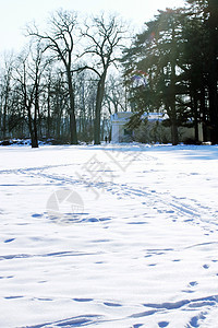 旧大树阳光地形暴风雪旅行天空蓝色寒冷松树国家森林图片