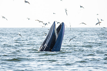 布莱德的鲸鱼喂养哺乳动物飞跃海上生活蓝色海鸥动物效力游泳海洋图片