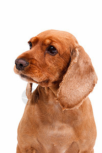 英国斯科式Spaniel Dog犬类皮肤小狗朋友棕色宠物猎犬白色影棚毛皮图片